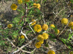 Vachellia schaffneri bravoensis