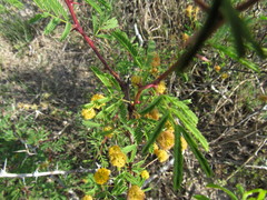 Vachellia schaffneri bravoensis