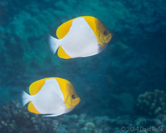 Hemitaurichthys polylepis