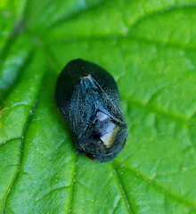 Penthimia nigra