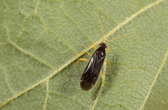 Phylus coryli
