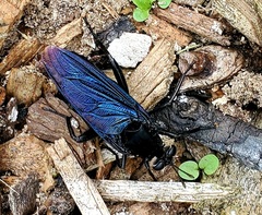 Mydas clavatus