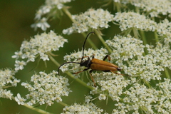 Stictoleptura rubra