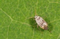 Sthenarus rotermundi