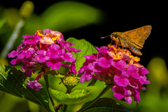 Atalopedes campestris