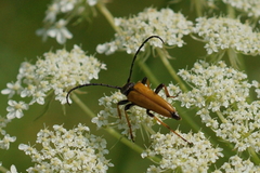 Stictoleptura rubra