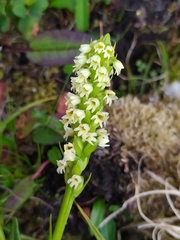 Pseudorchis straminea