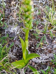 Pseudorchis straminea