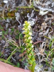 Pseudorchis straminea