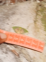 Tachychlora amilletes