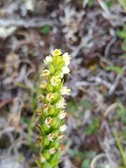 Pseudorchis straminea