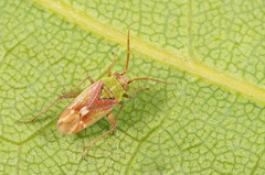 Conostethus venustus