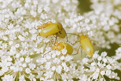 Cteniopus sulphureus