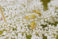 Cteniopus sulphureus