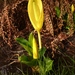 Western Skunk Cabbage - Photo (c) Rand Workman, some rights reserved (CC BY-SA)