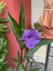 Ruellia simplex