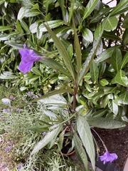 Ruellia simplex