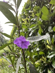 Ruellia simplex