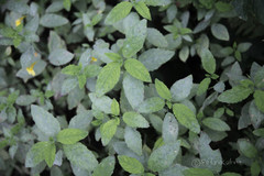 Podosphaera balsaminae