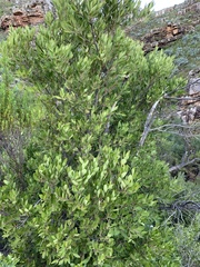 Maytenus oleoides