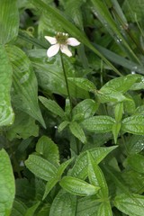 Eriocapitella rivularis