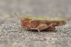 Oedipoda caerulescens