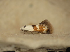 Notodryas vallata