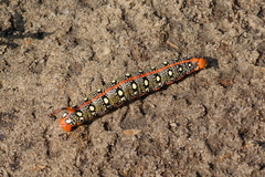 Hyles euphorbiae