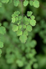 Thalictrum foliolosum