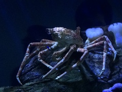 Macrocheira kaempferi