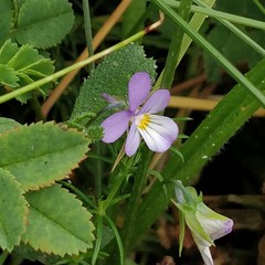 Viola tricolor curtisii