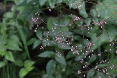 Thalictrum foliolosum