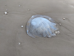 Rhopilema nomadica