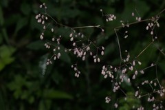 Thalictrum foliolosum