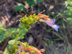 Penstemon wilcoxii