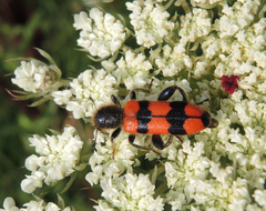 Trichodes crabroniformis