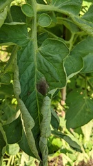 Phytophthora infestans