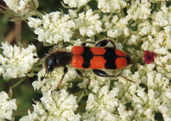 Trichodes crabroniformis