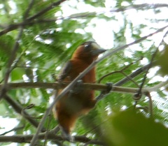 Picumnus cinnamomeus