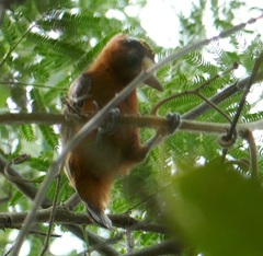 Picumnus cinnamomeus
