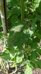 Phytophthora infestans
