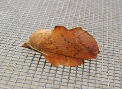 Phyllodesma ilicifolia