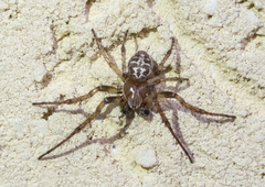 Larinioides suspicax