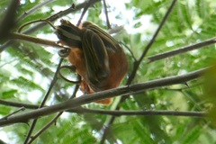 Picumnus cinnamomeus