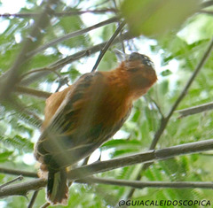 Picumnus cinnamomeus
