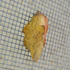 Phyllodesma ilicifolia