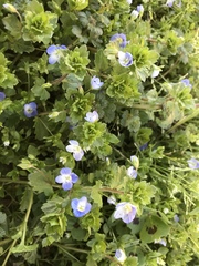 Veronica persica