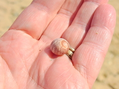Littorina obtusata