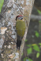 Picus vittatus