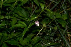 Eriocapitella rivularis